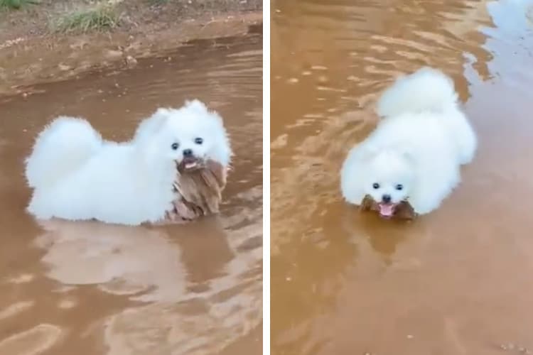 groomed white dog in a puddle of mud