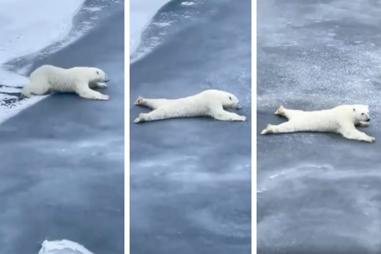 three screenshots of video showing polar bear spreading legs to cross thin ice