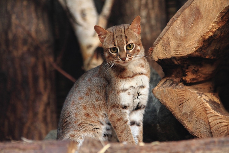 Rusty-Spotted Cats