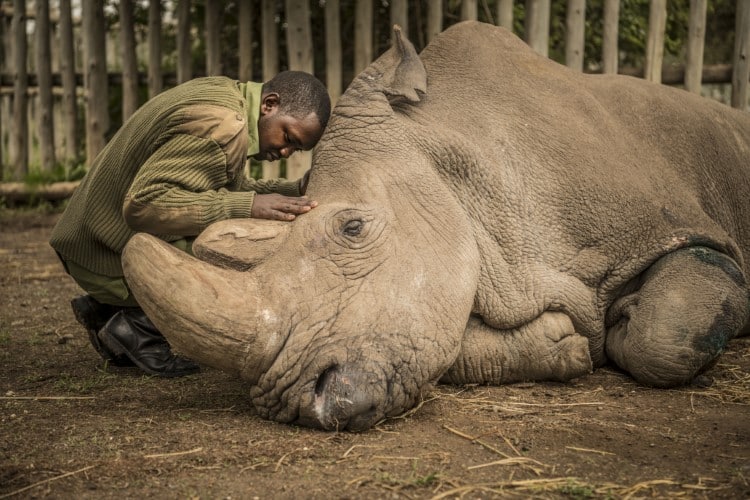 Sudan, Northern White Rhino, with his keeper prior to his death