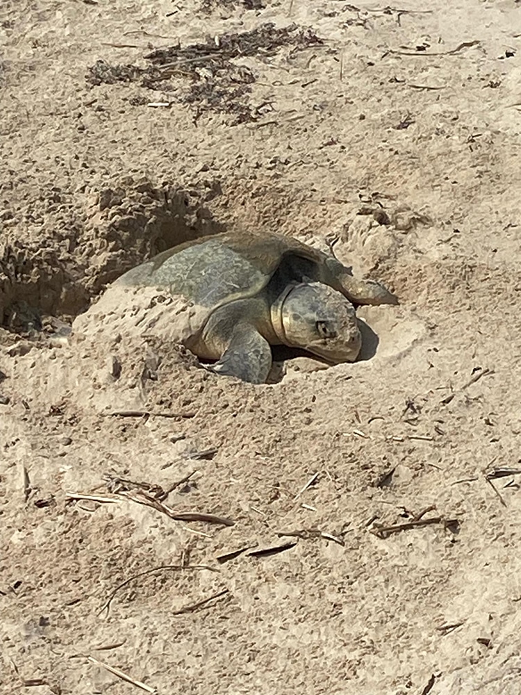 Texas Turtle Research Center Announces First Kemps Ridley Sea Turtle Nest of Season