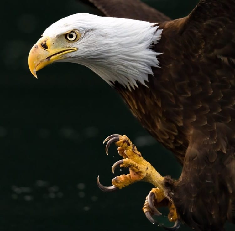 Bald Eagle by Mark Smith Photography
