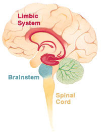 The Brain Limbic System